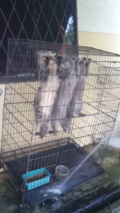 Les chats n'aiment pas l'eau? Ah bon...