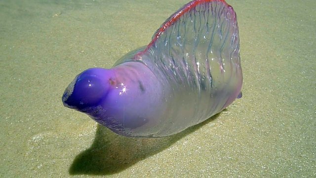 Un anaimal mystérieux et magnifique : vessie de mer ou Galère portugaise