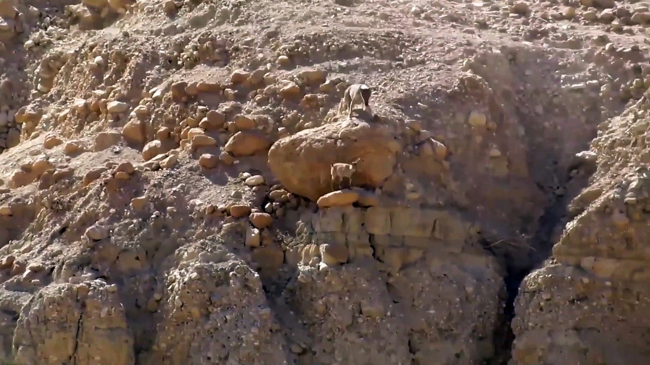 Un loup poursuit une chèvre en montagne et prend d'énormes risques