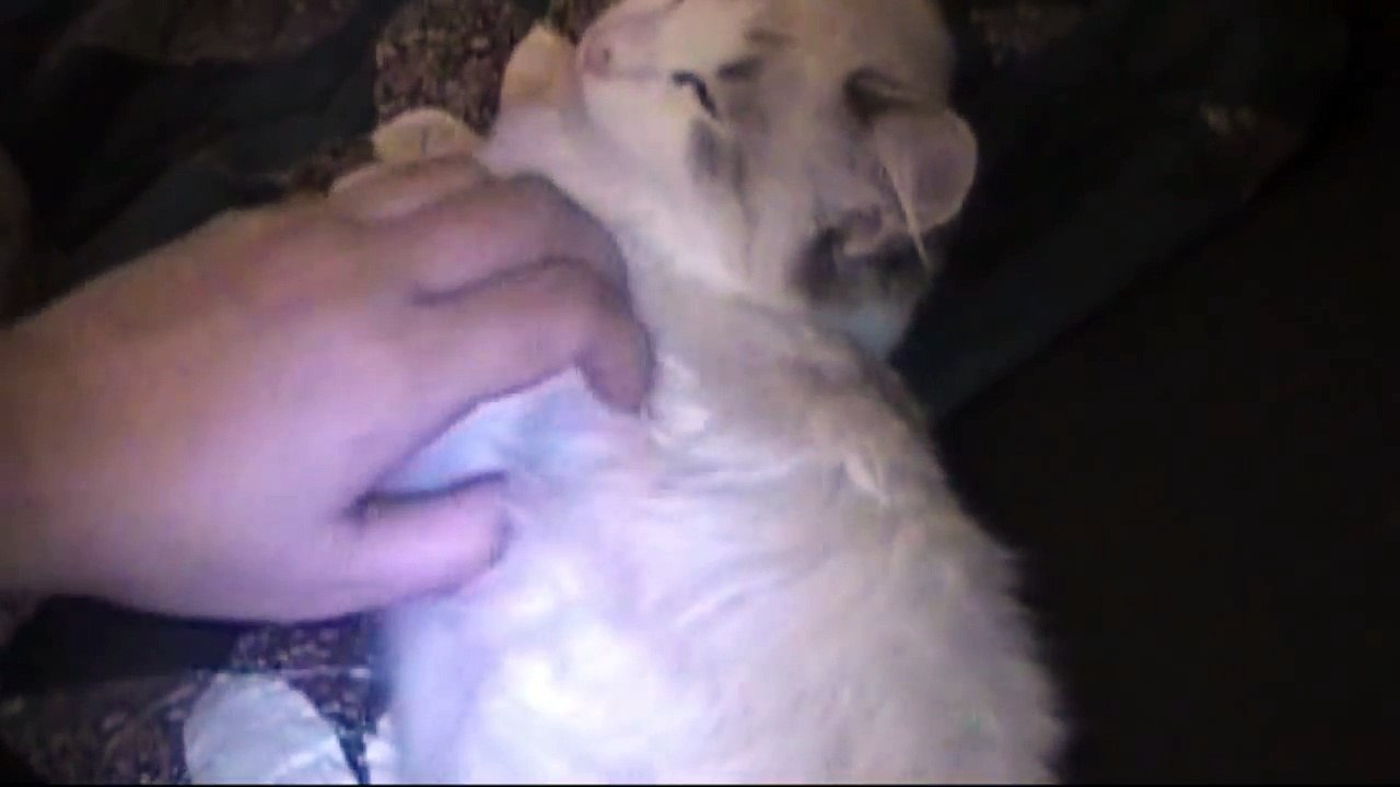 Cute Kitten Demands More Petting - The Sequel