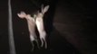Funny Video: Jack Rabbits Brawling In The Road | A little bit of this a little bit of that
