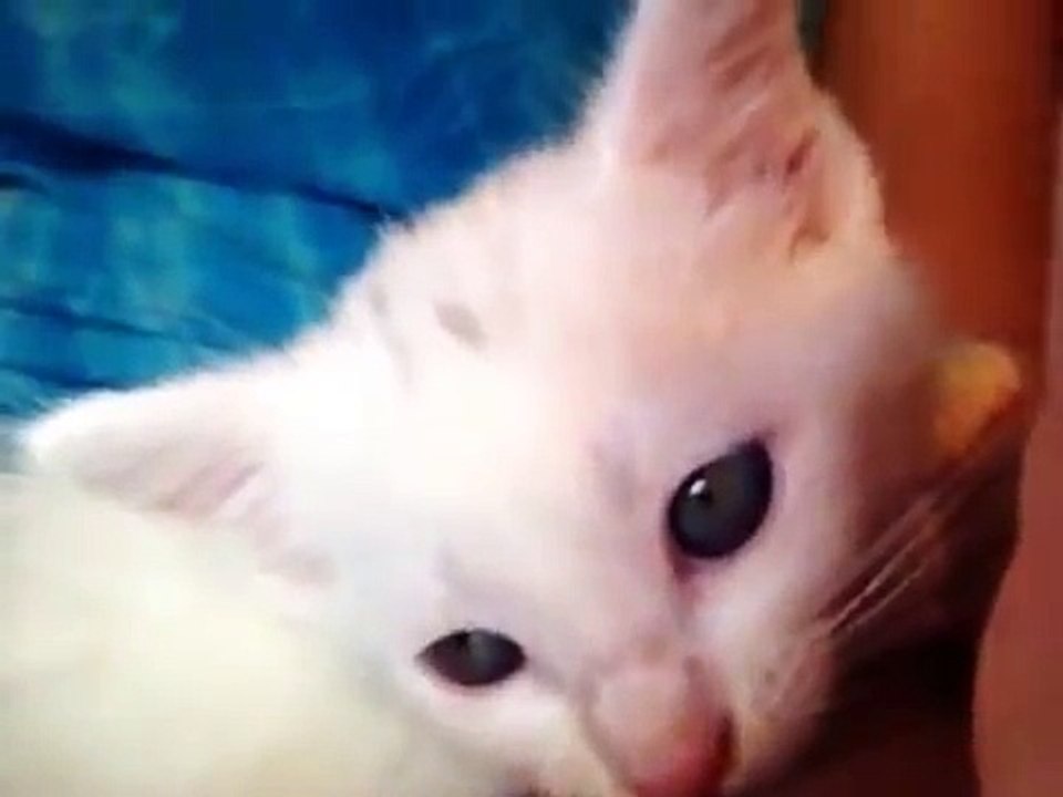 My pretty kitten