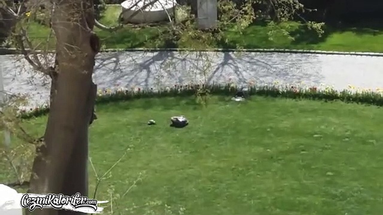 İsveç Konsolosluğundaki Otomatik Çim Biçme Makinesine Aşık Olup Her Gün Peşinden Koşan Mecnun...