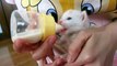 Bottlefeeding abandoned newborn kittens  cute kittens  Kitten Formula  funny cat