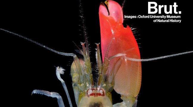 La crevette-pistolet peut tuer ses adversaires en un coup de pince