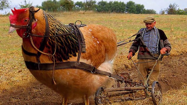 Bất Ngờ Trước Loài Gà Khổng Lồ To Lớn Nhất Thế Giới - Vua Gà