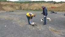 Tekirdağ Çorlu'da Ölü Bulunan Köpekler Kimyasaldan Zehirlenmiş