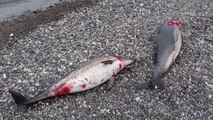 Trabzon'da Ölü 2 Yunus Balığı Kıyıya Vurdu