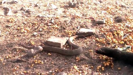 கிரியின் பிடியில் இருந்து இந்தப் பாம்பு பிழைக்குமா? வீடியோவைப் பாருங்கள்!