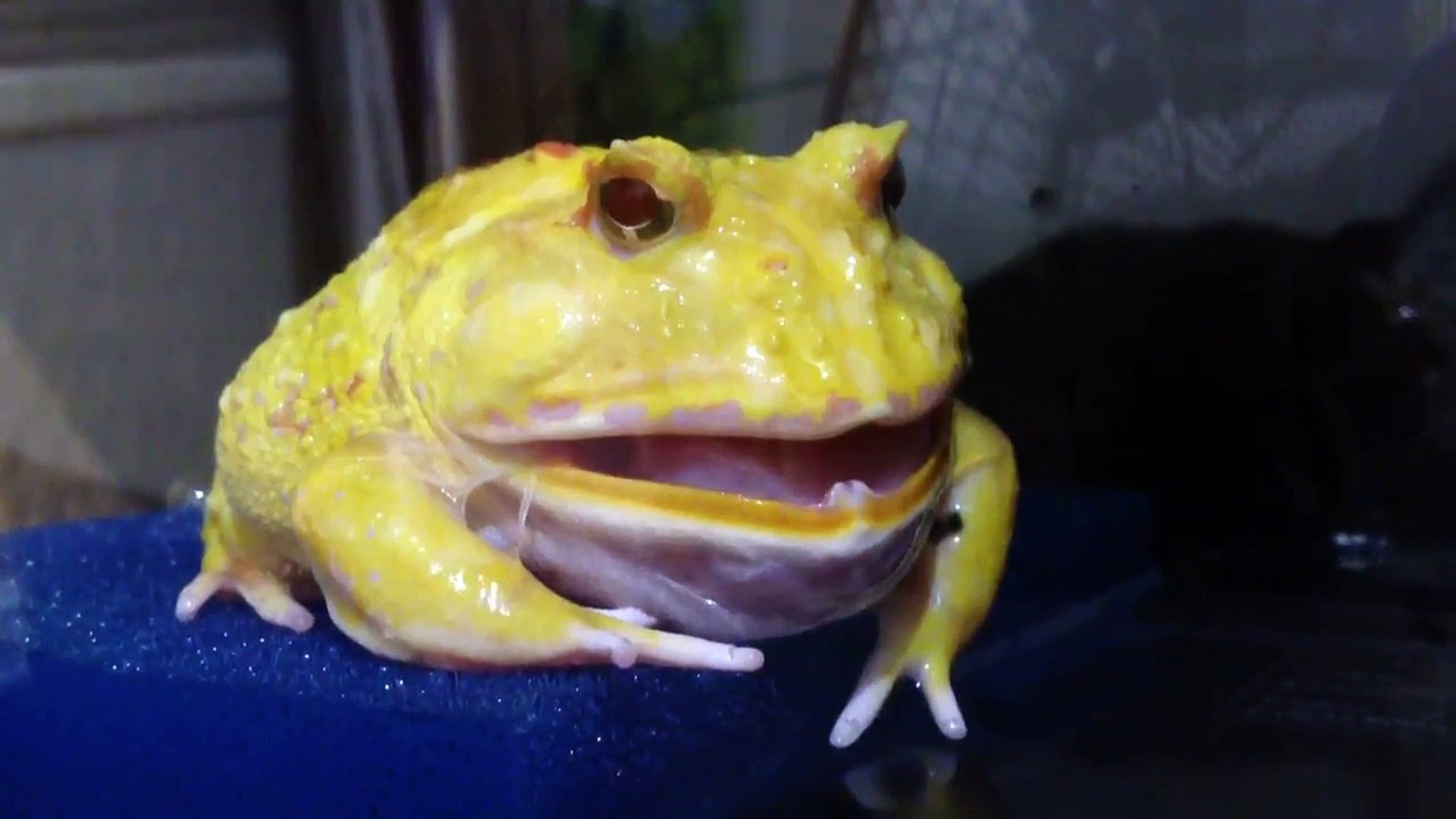 南美角蛙 皮卡丘脫皮 影片dailymotion