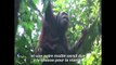 [Actualité] Pour sauver l'orang-outan, l'huile de palme doit être durable