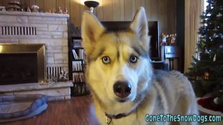 Hard Boiled Softies - Kyjen Toys - Product Review - Siberian Husky Approved