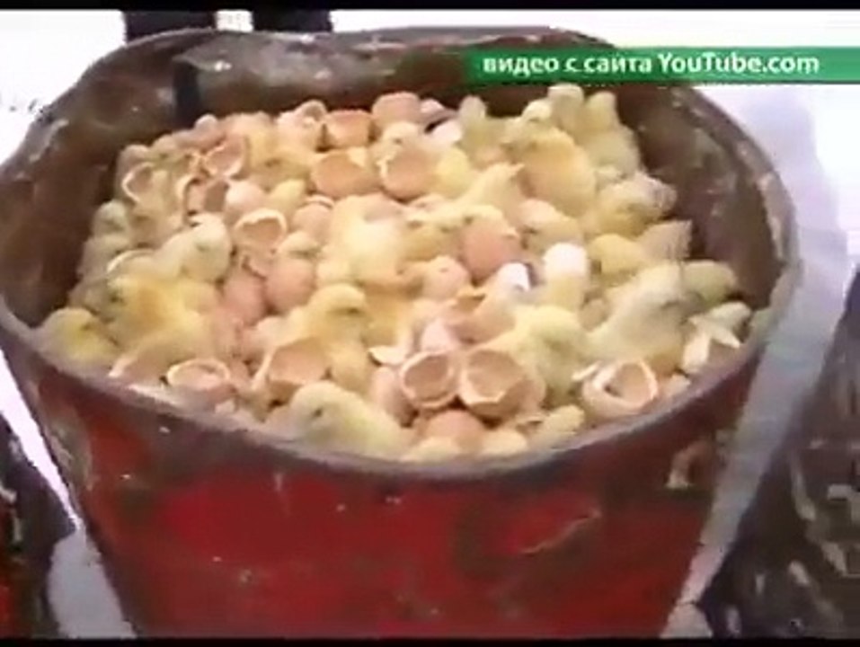 Krasnaya Polyana'daki bir tavuk çiftliği, finansal problemler nedeniyle yem alamadığı için, milyonlarca civcivi donarak ölüme terk etti HT TW/Albertich61