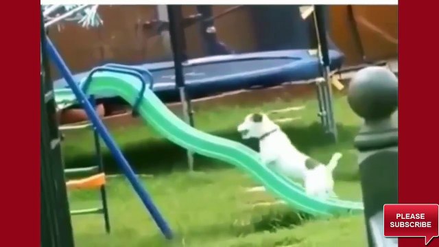 New Funniest Video 2017 Best Funny Videos Ever - Top 10 Crazy Funny Videos Try Not to Laugh