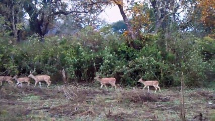 Jim Corbett National Park | Glimpse of India