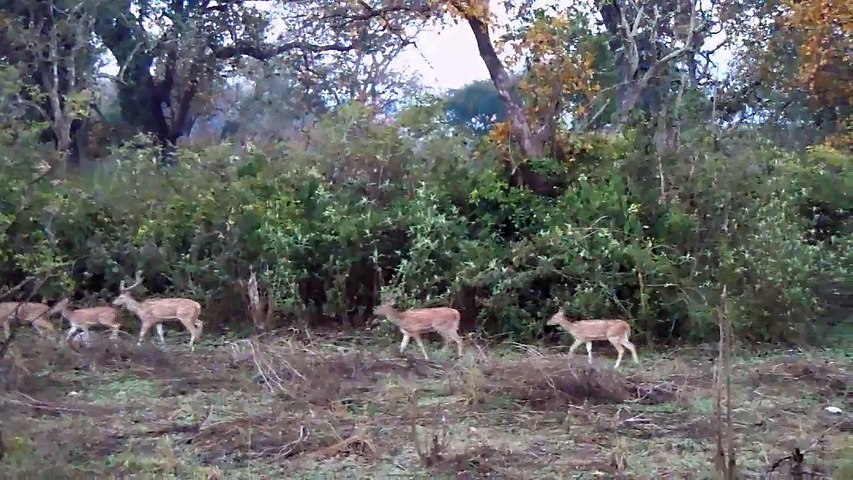Jim Corbett National Park | Glimpse of India