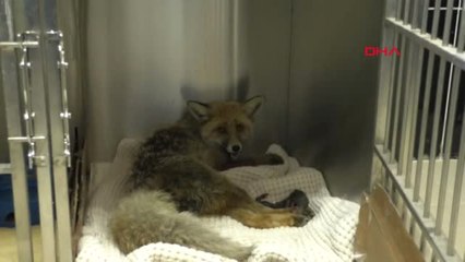 Kars'ta Aracın Çarpması Sonucu Belden Aşağısı Felç Olan Hamile Tilki, 3 Yavru Dünyaya Getirdi