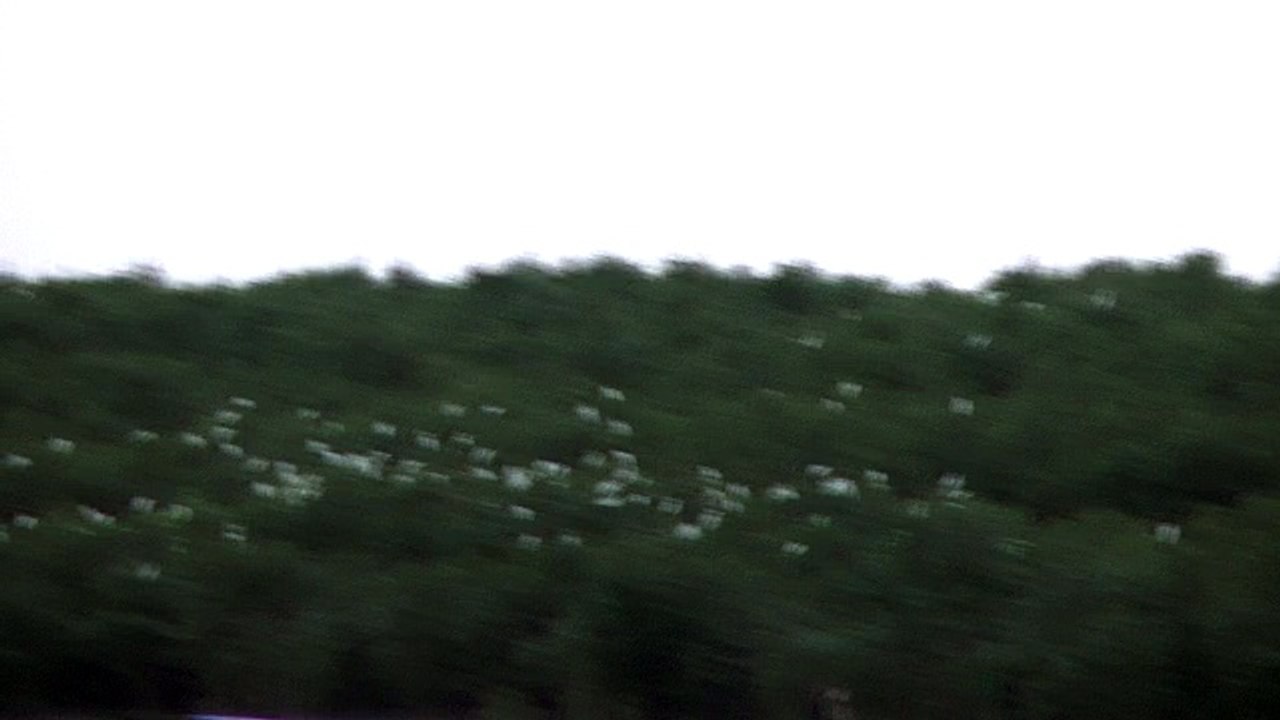 Birds flying in Sundarbans