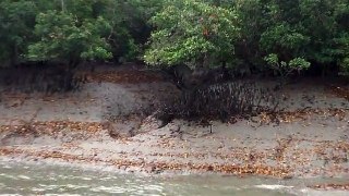 Mangroves way to Dobanki Sundarbans