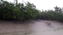 Mangroves way to Dobanki Sundarbans