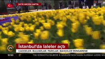 İstanbul'da laleler açtı