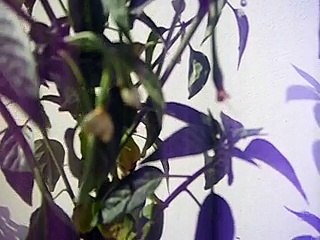 How to take care of tomatoes on plant in udu/hindi
