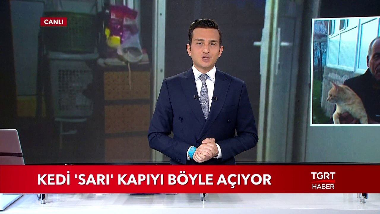 Kedi "Sarı" Evin Kapısını Böyle Açıyor