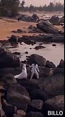 Ishq Mubarak Full Screen WhatsApp Status Video