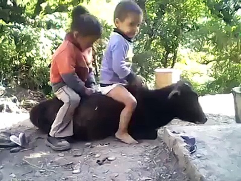 Whatsaap Funny Vedio--baby vedio--animal vedio--Real vedio--watch on line