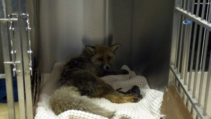 Kars’ta aracın çarptığı hamile tilki 3 yavru dünyaya getirdi