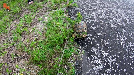 Tiny Tortoise Dodges Traffic!
