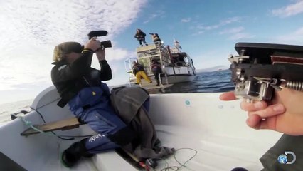 A huge white shark is attacking a small boat ... Awesome Images