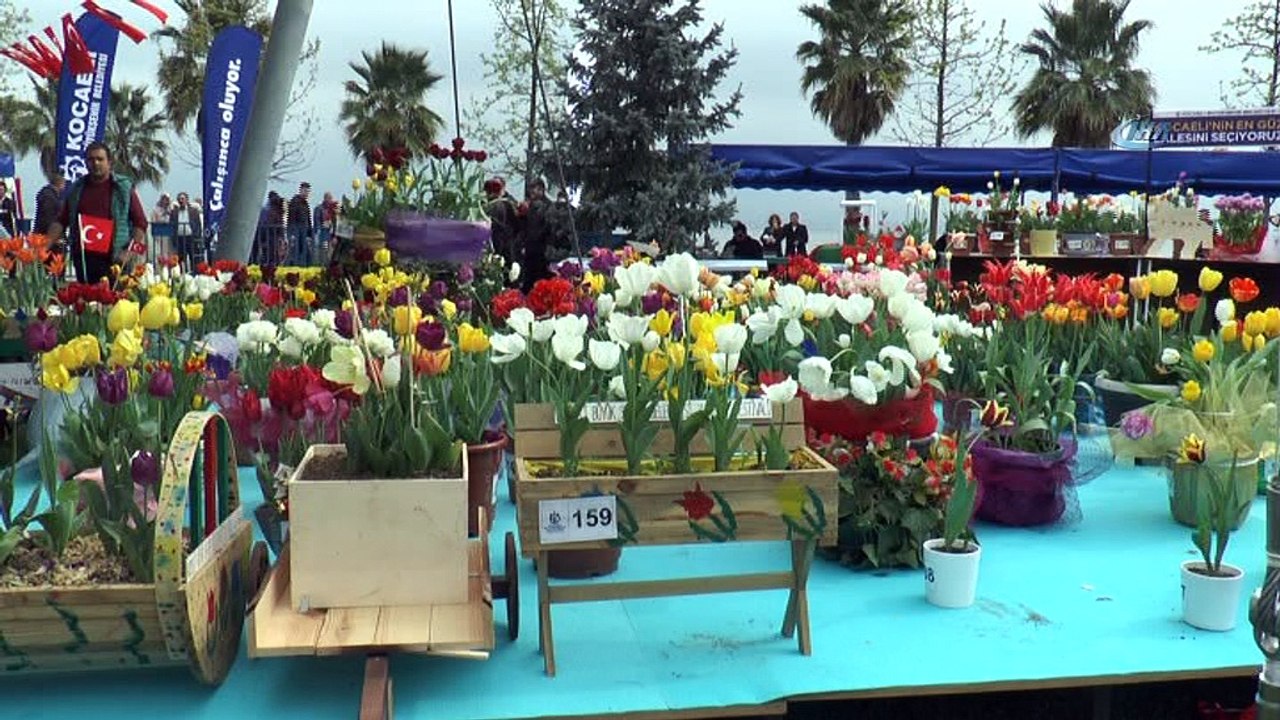 Kocaeli'de en güzel laleler yarıştı