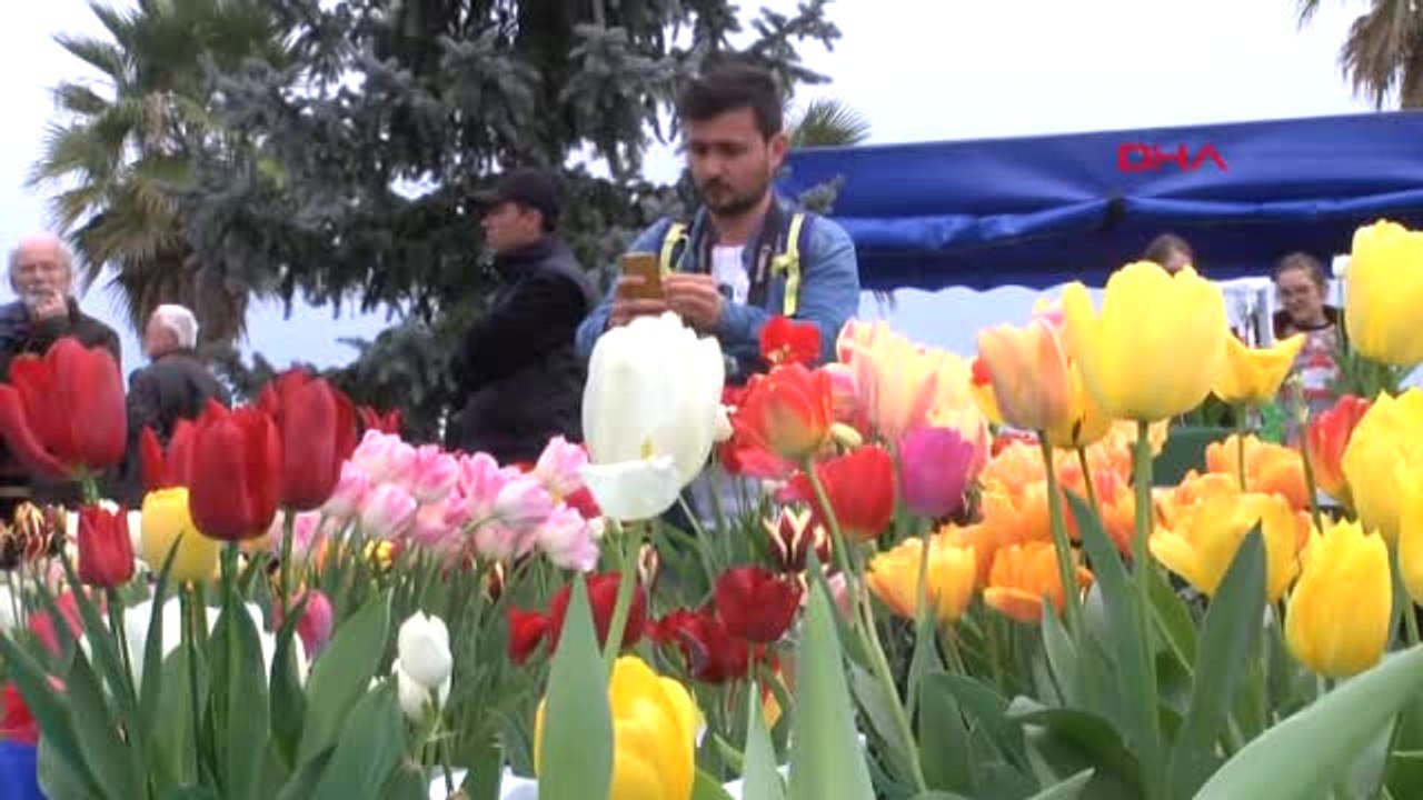 Kocaeli 11. Lale Festivali'nde En Güzel Laleler Görücüye Çıktı
