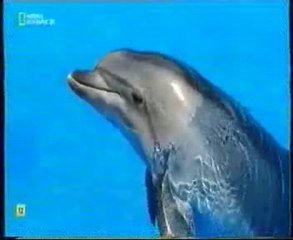 Comunicacion con delfines (Diana Reiss)