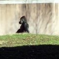 İnsan Gibi Yürüyen Goril - ABD