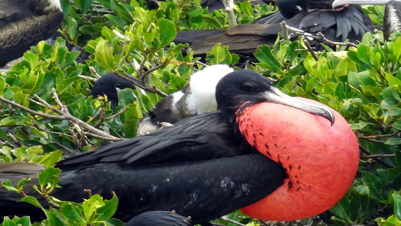 Top Ten Fastest Birds in the World