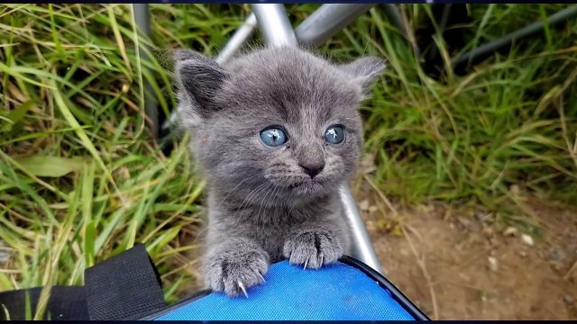 Его выбросили в лесу, а он нашел себе там счастье