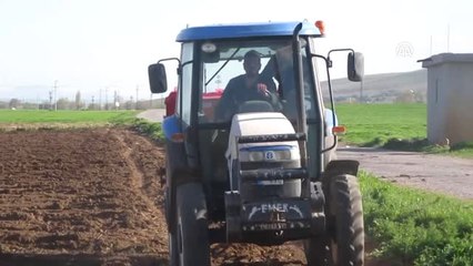 Sandıklı'da Patates Ekimi Başladı