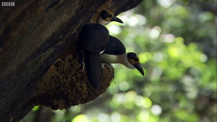 The Birds That Have Lived for 44 Million Years - Africa - BBC