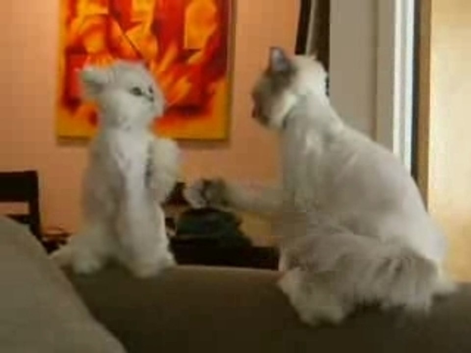 Karate cat...
