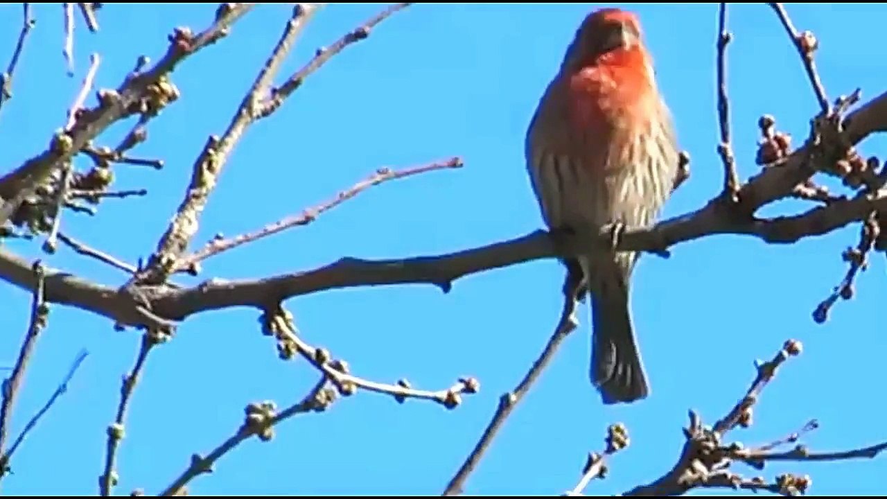 Everything about Purple Finch in English - Small Pet Bird
