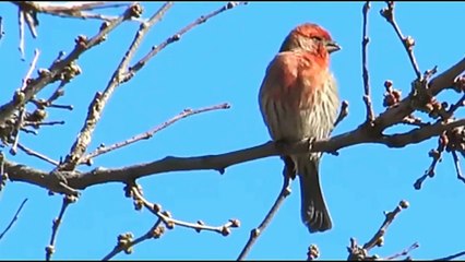 Everything about Purple Finch in Hindi - Small Pet Bird
