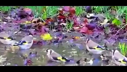 Everything about European Goldfinch in English - Small Pet Bird