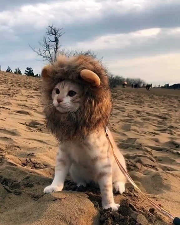 Avez-vous déjà vu un chat lion... Trop chou