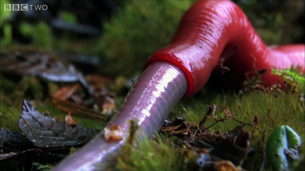 Cet animal va vous faire froid dans le dos... Sangsue géante carnivore