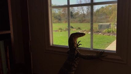 Quand ton gros lézard se prend pour un chien