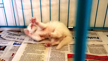 cute baby cat fighting