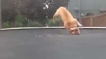 Dog bouncing on a trampoline