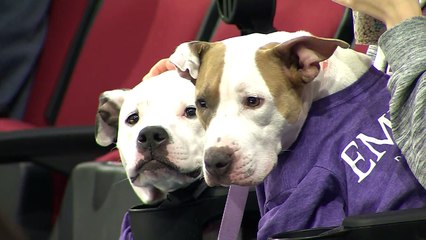 AHL San Antonio Rampage 4 at Cleveland Monsters 3